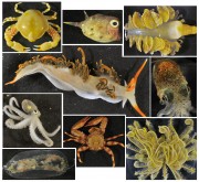 Selection of benthic creatures collected at Lynher Bank, NW Australia