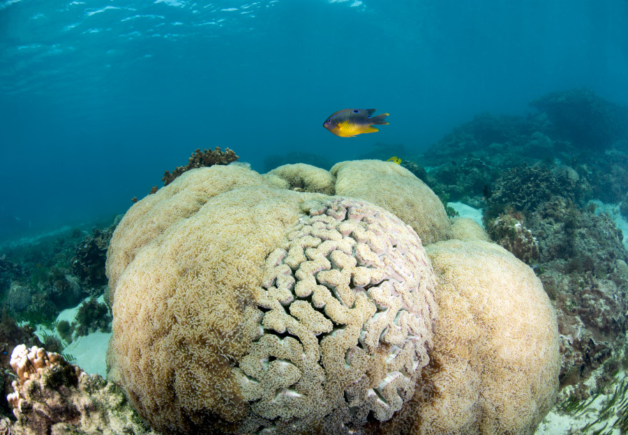 Coral bommies at Emily Bay | Australian Marine Parks Science Atlas