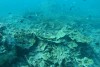 North Ashmore Reef 2017