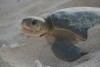 Flatback turtle 